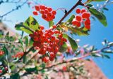 Berberis nummularia