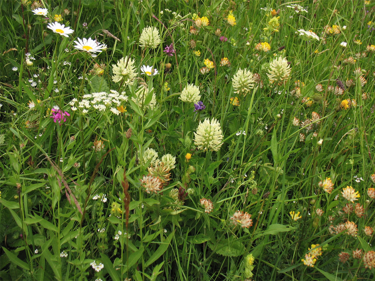 Изображение особи Trifolium pannonicum.