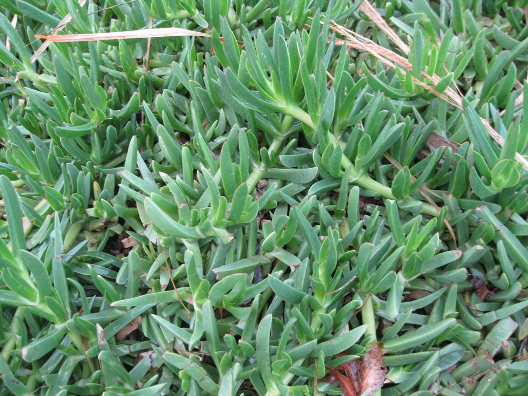 Изображение особи род Carpobrotus.