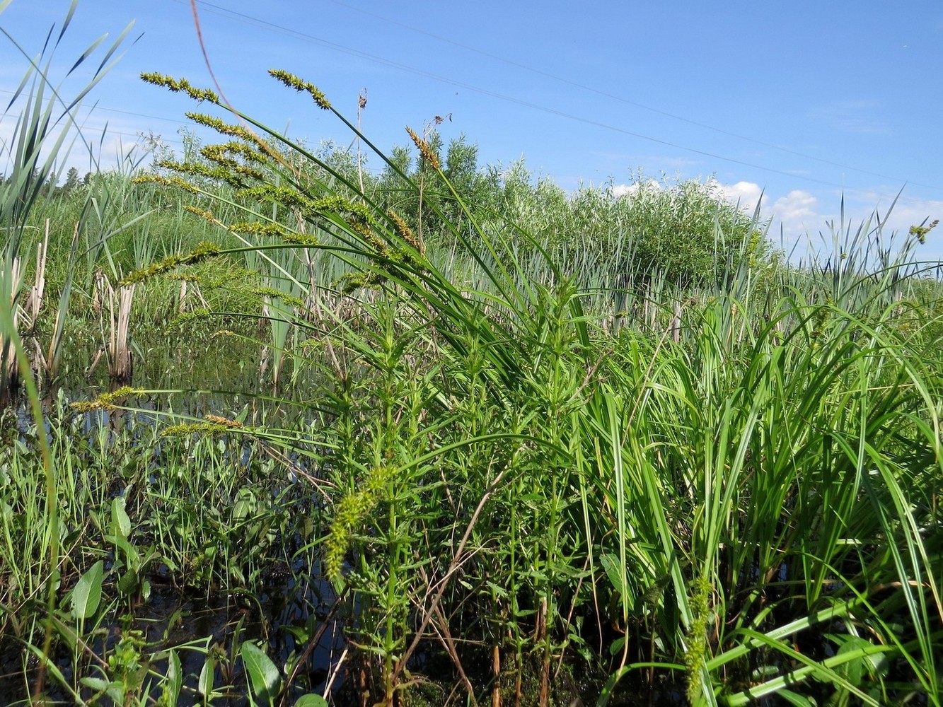 Image of Carex vulpina specimen.