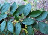 Cotoneaster lucidus