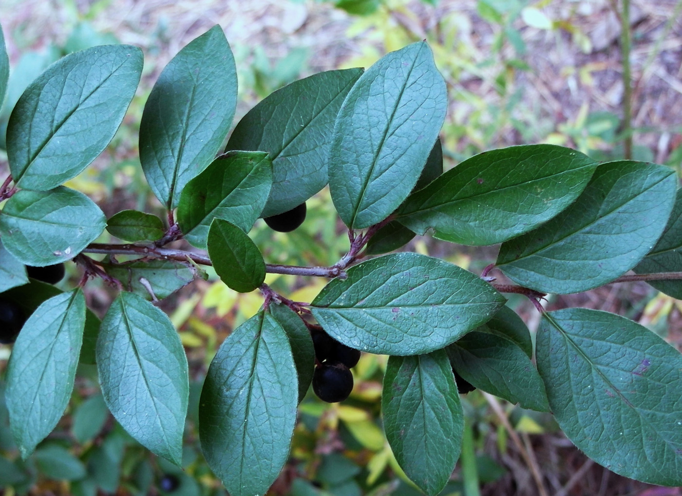 Изображение особи Cotoneaster lucidus.