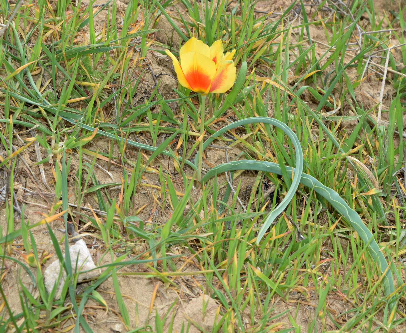 Image of Tulipa korolkowii specimen.