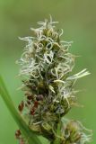 Carex vulpina. Верхушка соцветия с распустившимися женскими и двумя мужскими цветками. Ленинградская обл., пос. Толмачёво, берег р. Луга. 08.06.2010.