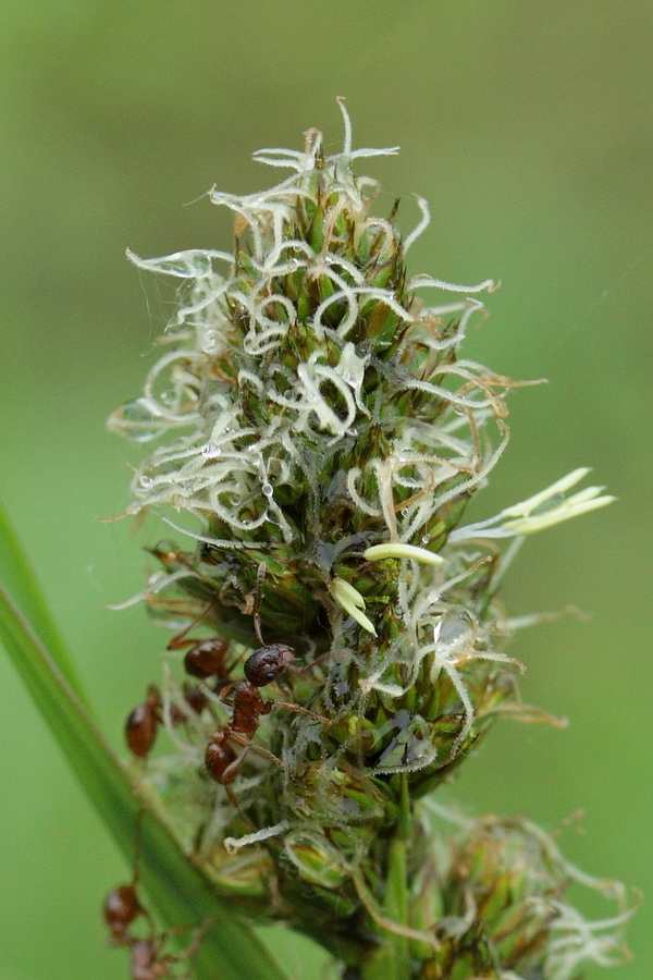 Image of Carex vulpina specimen.