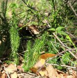 Lycopodium annotinum