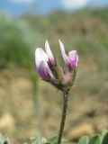 genus Astragalus. Соцветие. Дагестан, Кумторкалинский р-н, долина р. Шураозень, склон. 25.04.2019.