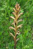 Orobanche lutea. Соцветие с цветками и бутонами. Краснодарский край, Туапсинский р-н, пгт Джубга, опушка искусственного леса из сосны крымской на окраине посёлка. 11 мая 2019 г.