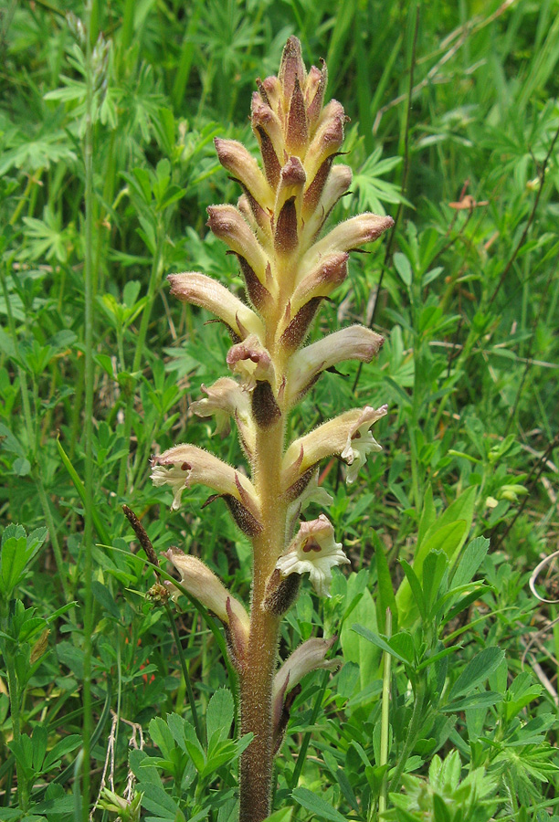 Изображение особи Orobanche lutea.