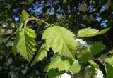 Crataegus submollis