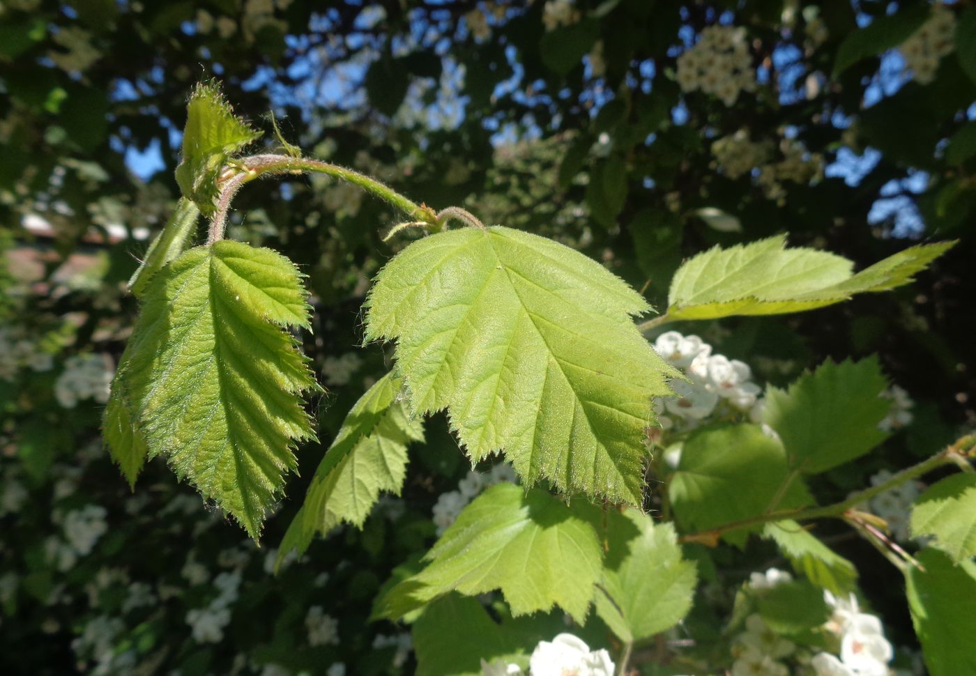 Image of Crataegus submollis specimen.