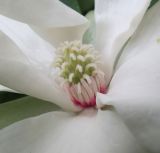 Magnolia tripetala. Гинецей и андроцей. Московская обл., Щёлковский р-н, в культуре. 30.05.2019.