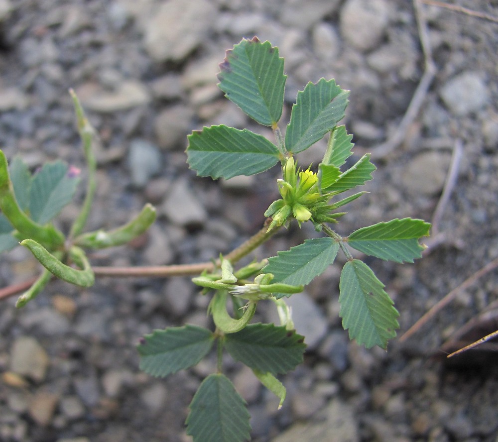 Изображение особи Trigonella arcuata.