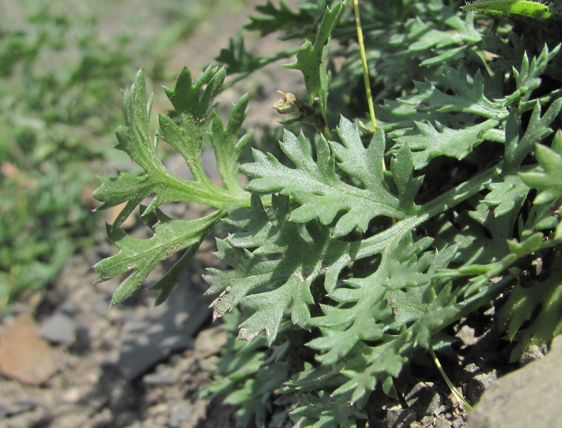 Image of Pyrethrum silaifolium specimen.