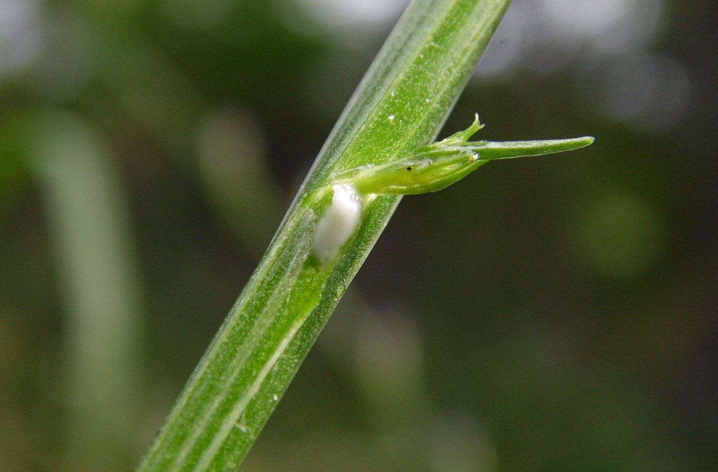 Image of Campanula lambertiana specimen.