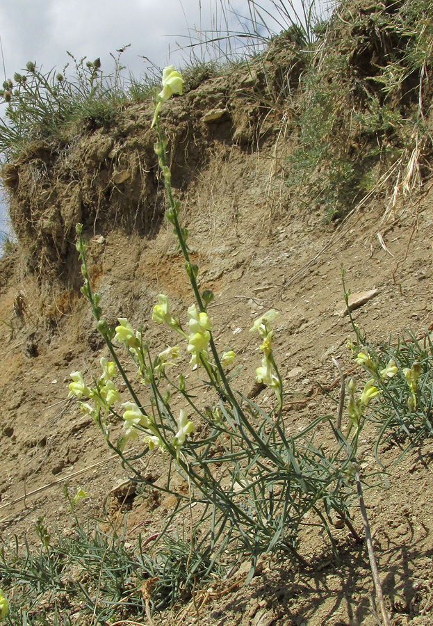 Изображение особи Linaria incompleta.