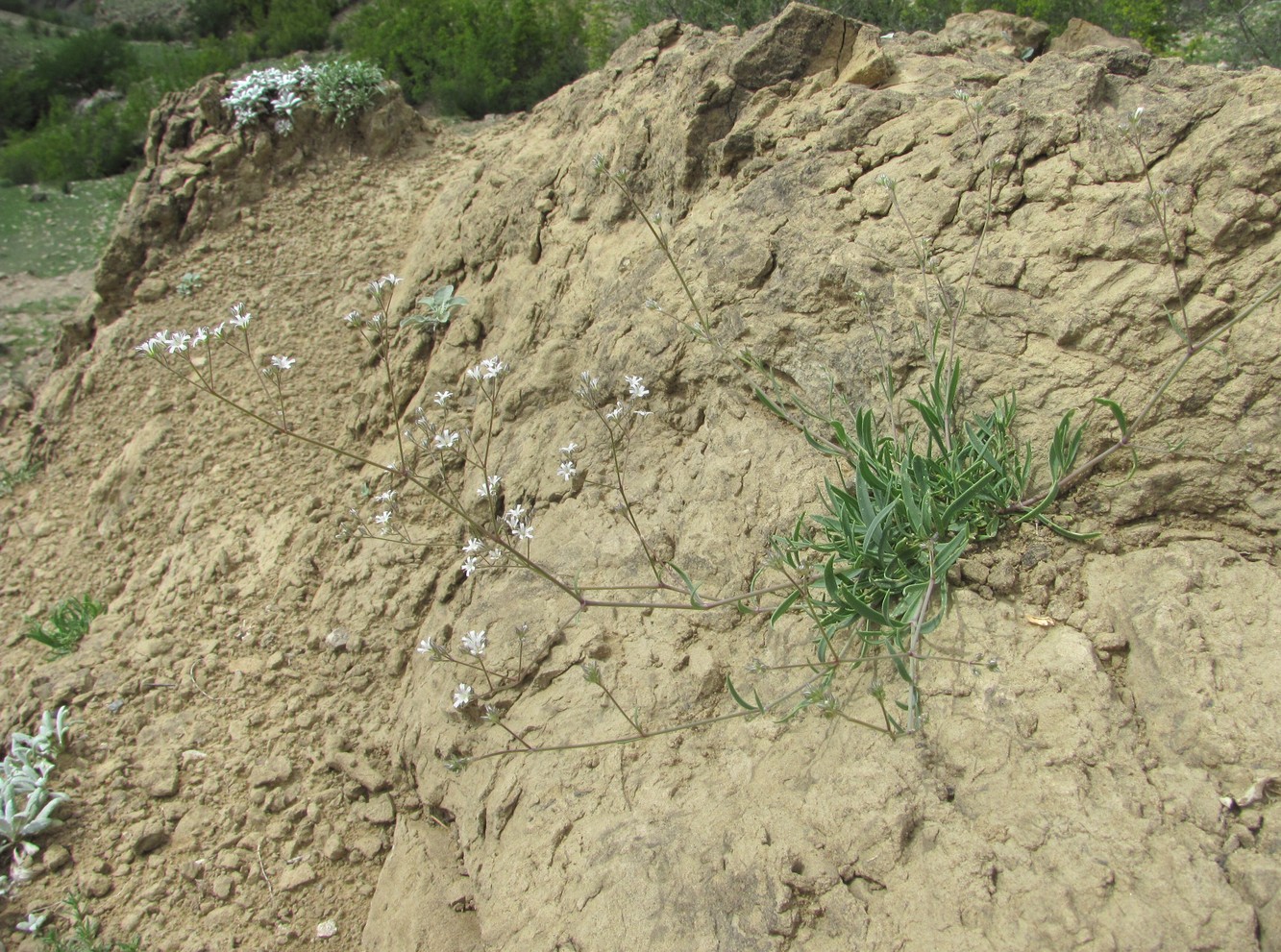 Изображение особи Gypsophila acutifolia.