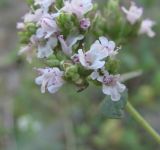 Origanum vulgare. Часть соцветия. Дагестан, окр. с. Талги, каменистый склон. 05.06.2019.