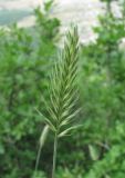 Agropyron pectinatum