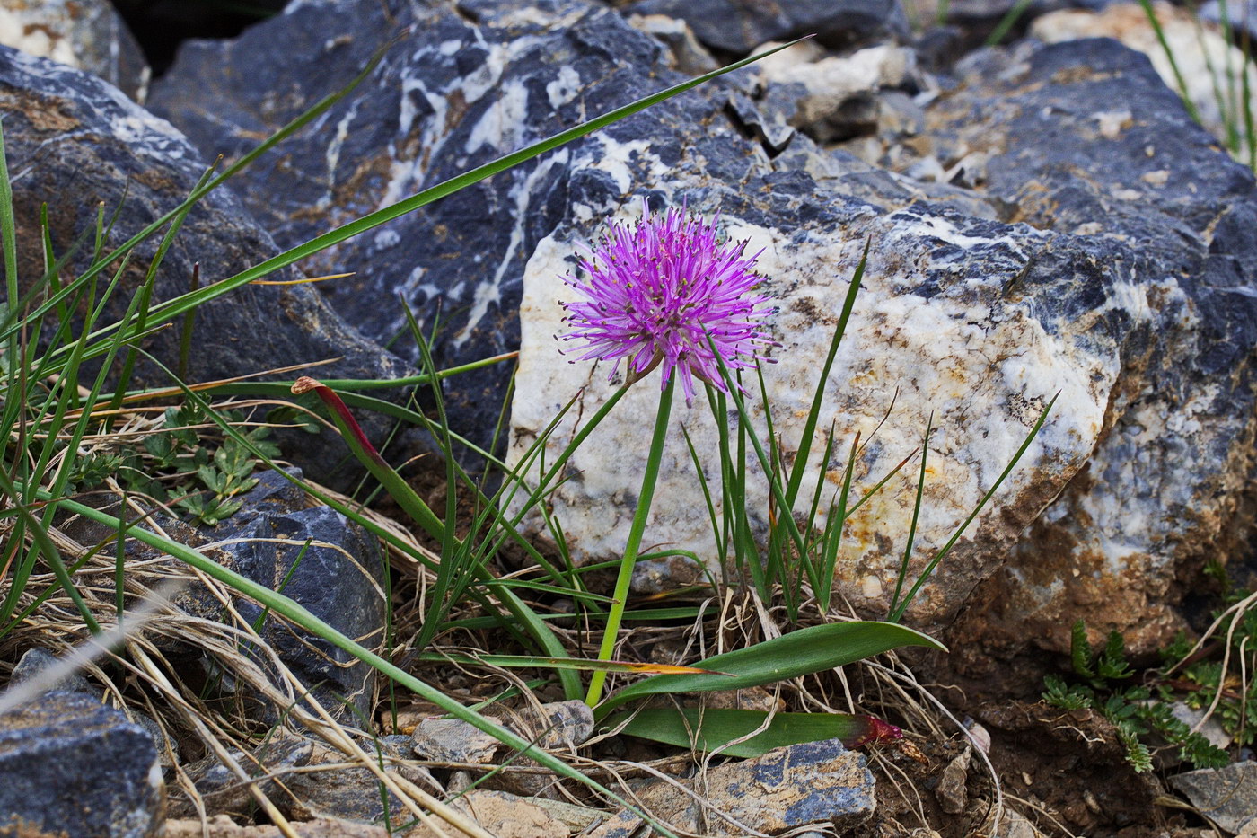 Изображение особи Allium platyspathum.