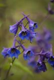 Delphinium elatum