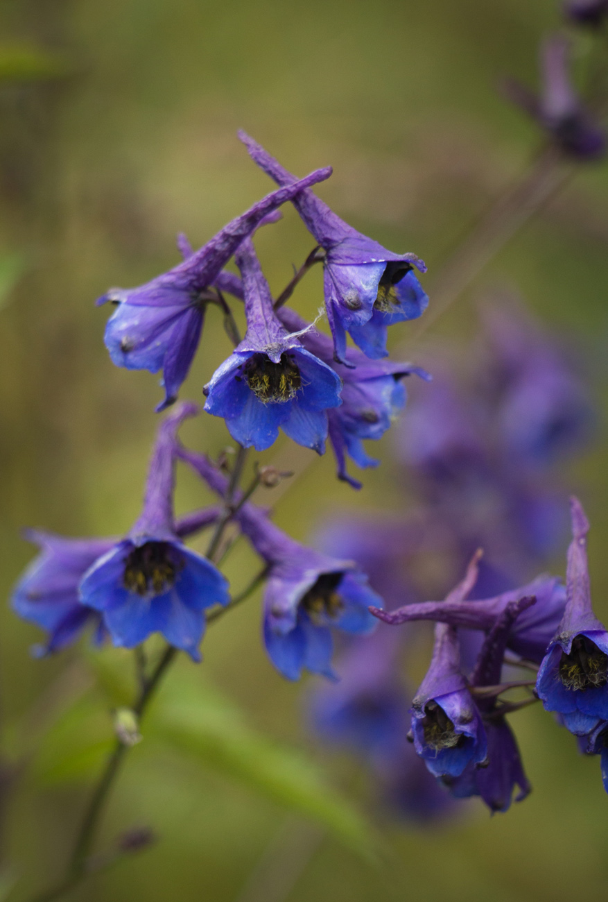 Image of Delphinium elatum specimen.