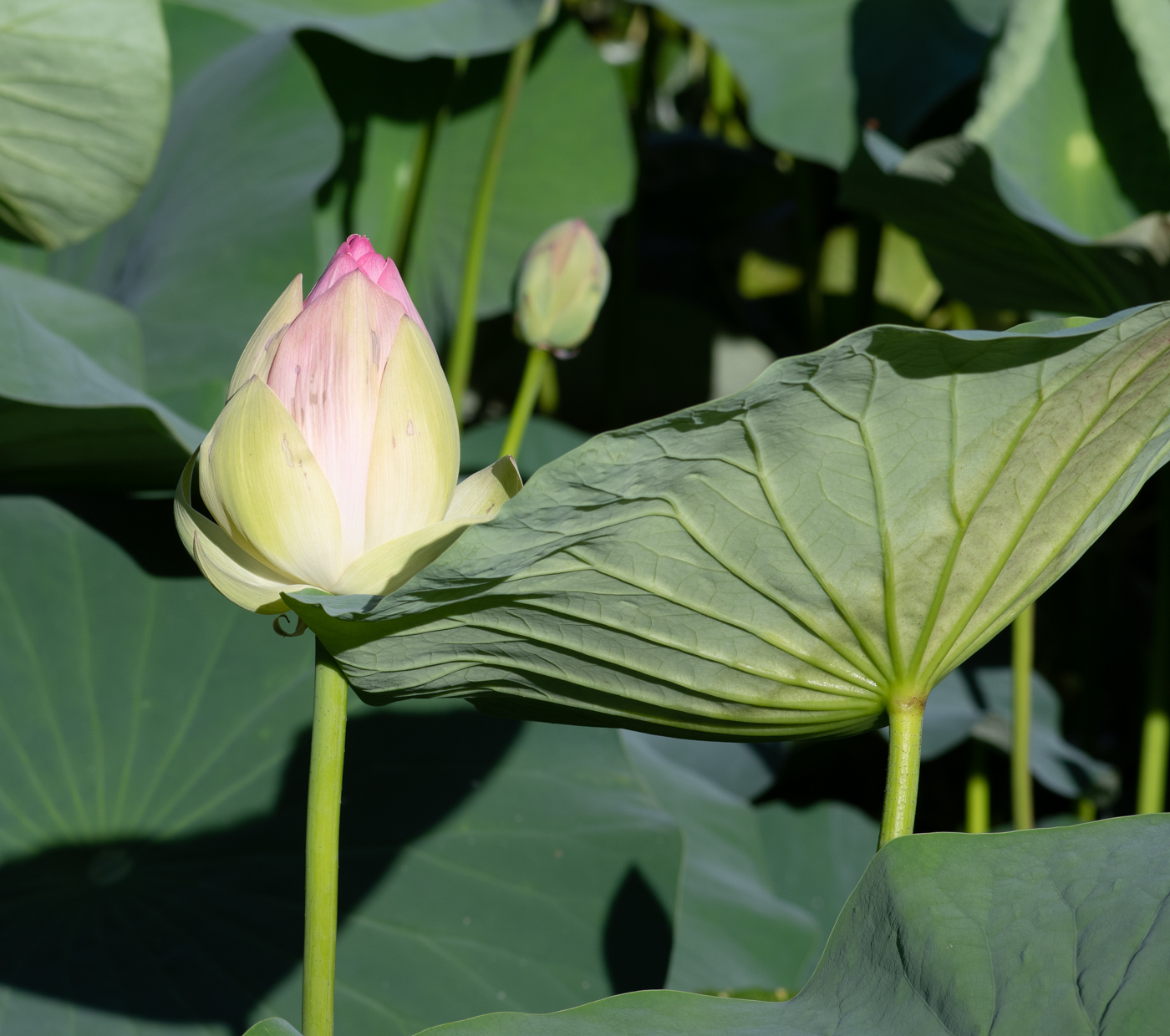 Изображение особи Nelumbo nucifera.