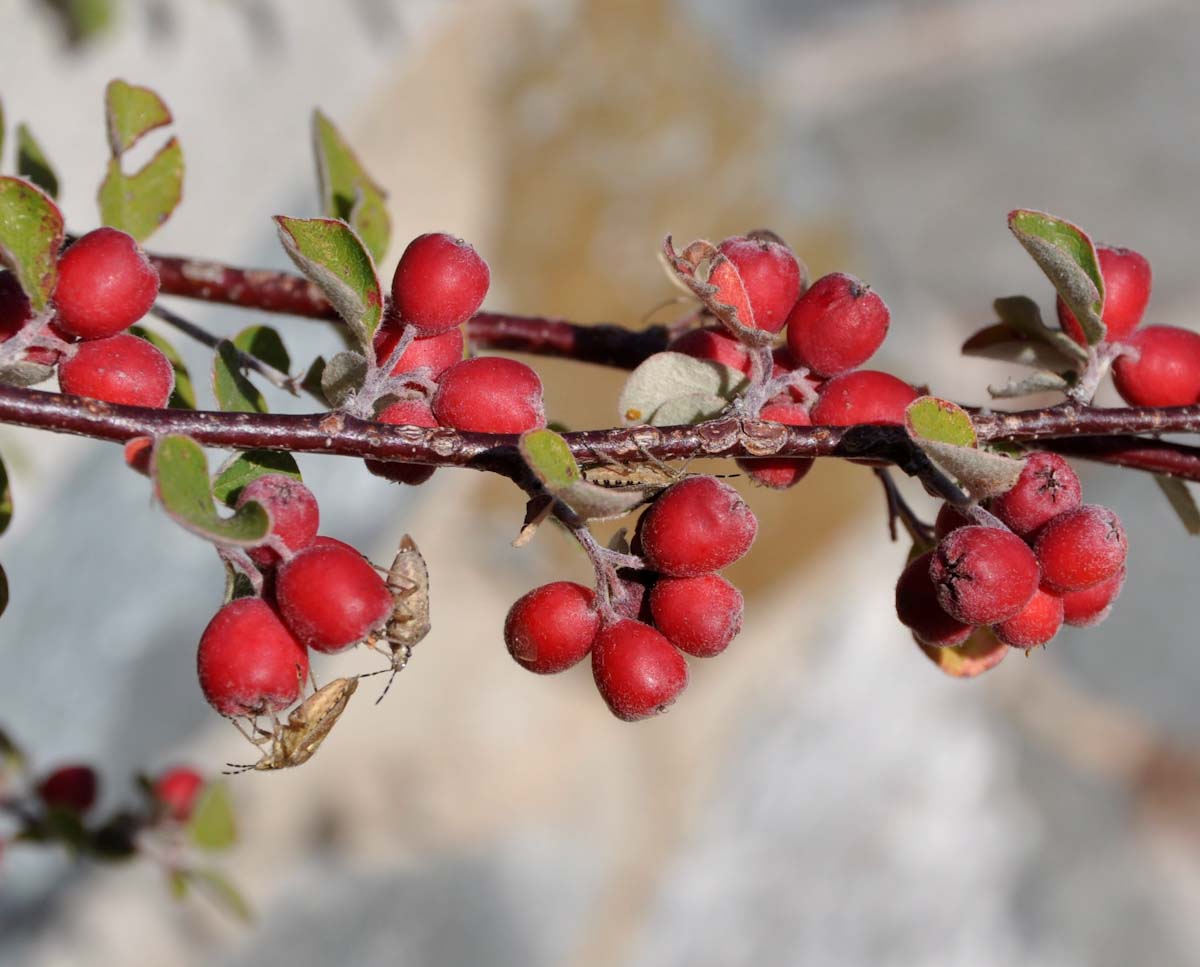Image of Cotoneaster nummularius specimen.