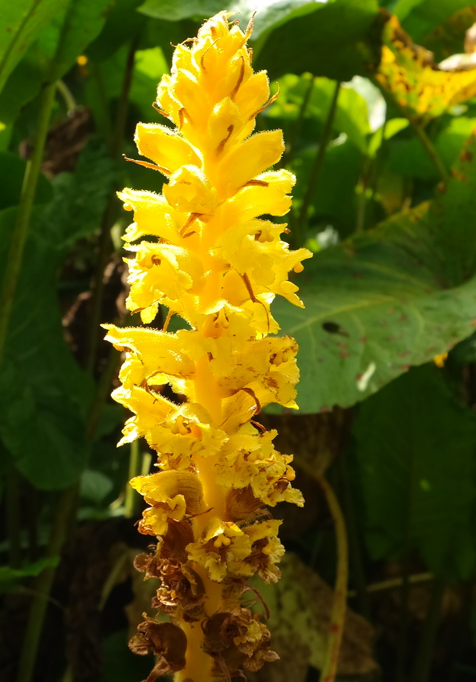 Image of Orobanche ingens specimen.