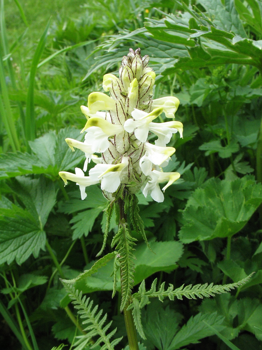 Image of Pedicularis compacta specimen.