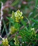 род Astragalus. Верхушка побега с соцветием. Сербия, горный массив Златибор, окр. дер. Кремна, луг. 12.07.2019.