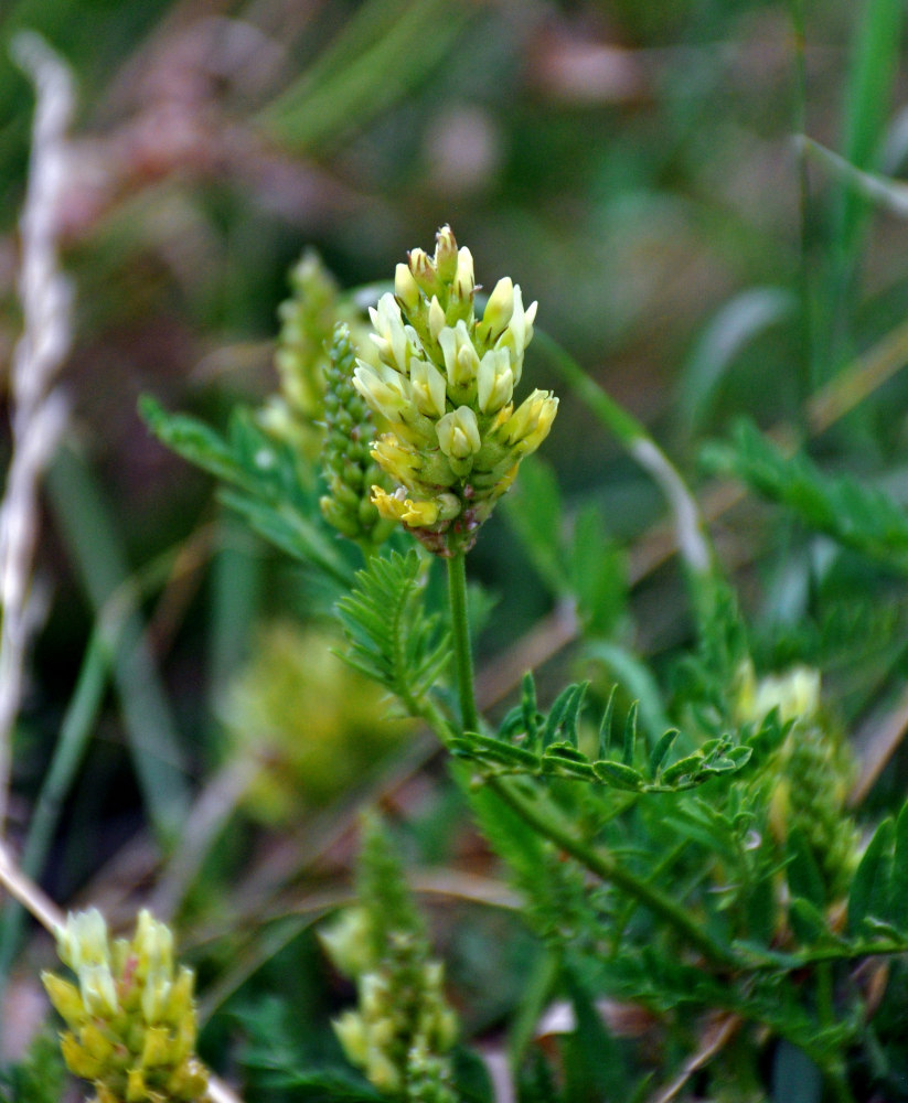 Изображение особи род Astragalus.