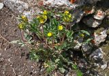 genus Potentilla. Цветущее растение. Алтай, Кош-Агачский р-н, долина р. Нарын-Гол, ≈ 2200 м н.у.м., каменистый склон. 15.06.2019.