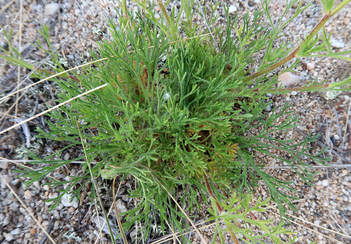 Image of Chamaerhodos grandiflora specimen.
