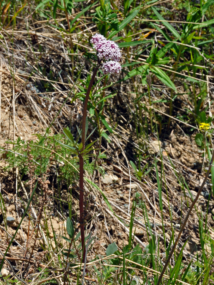 Изображение особи Valeriana dubia.