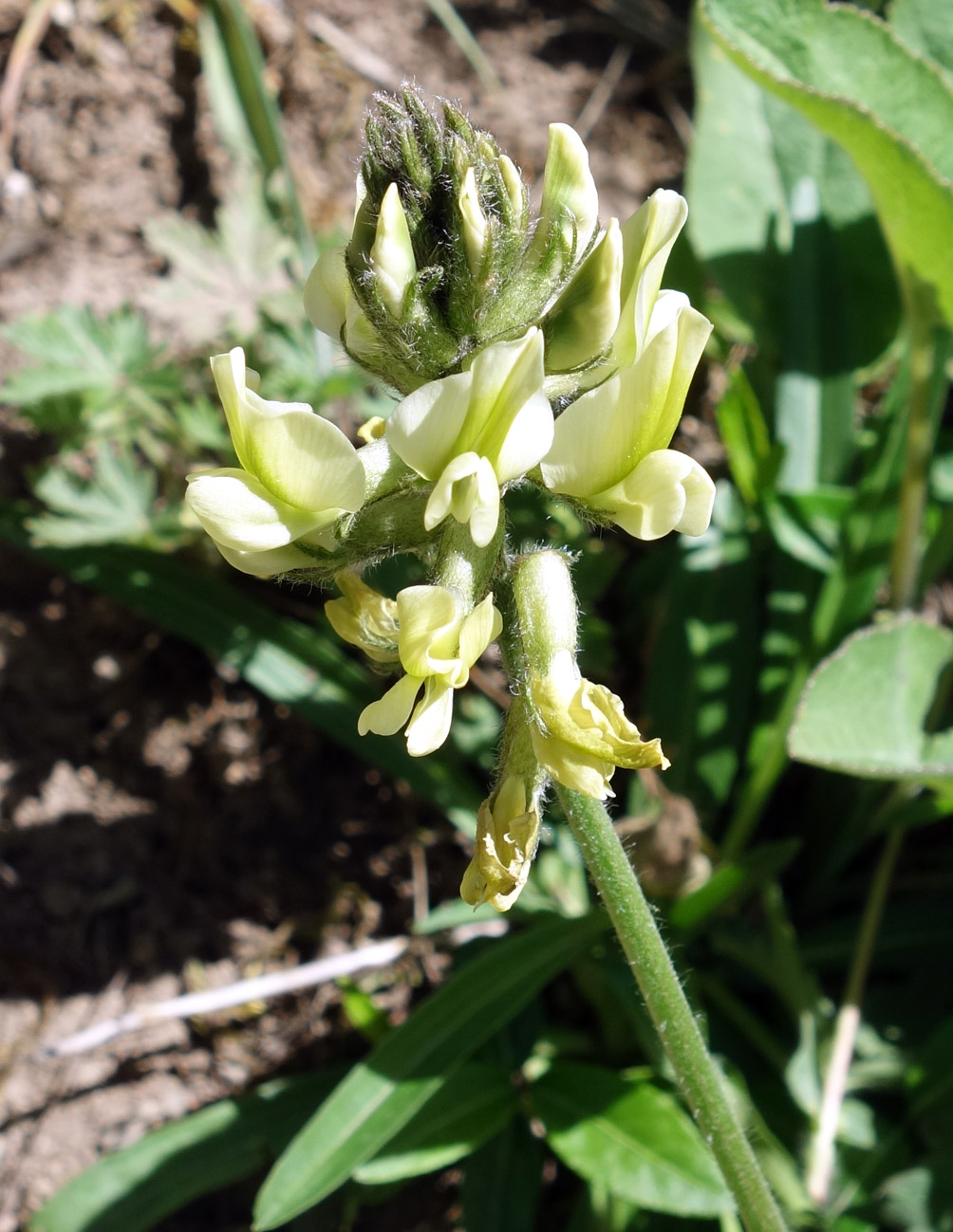 Изображение особи Oxytropis macrocarpa.