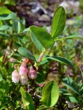 Vaccinium uliginosum