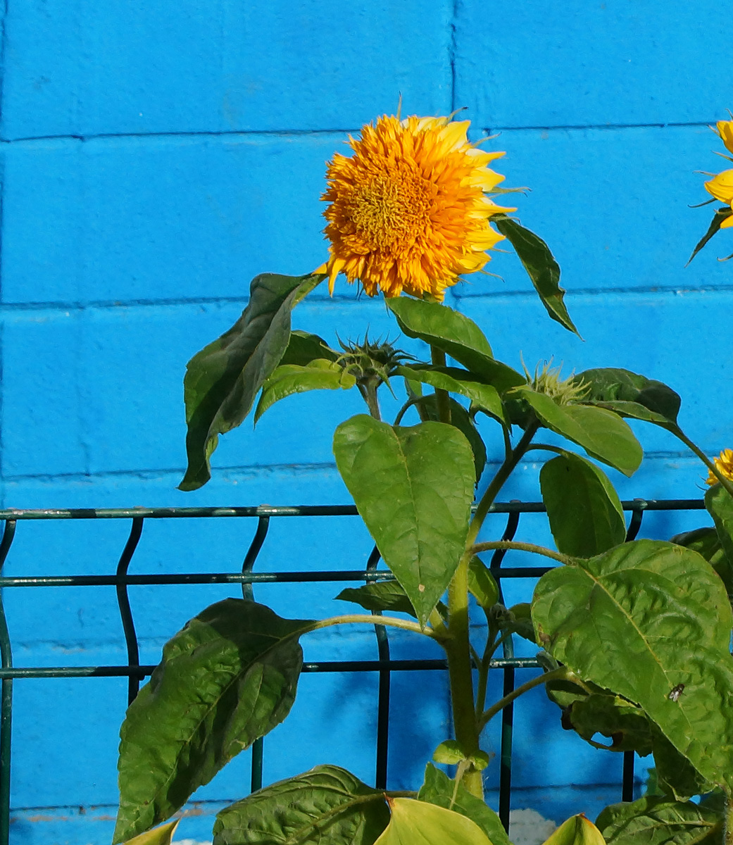 Изображение особи Helianthus annuus.