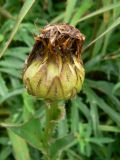 Trommsdorffia ciliata