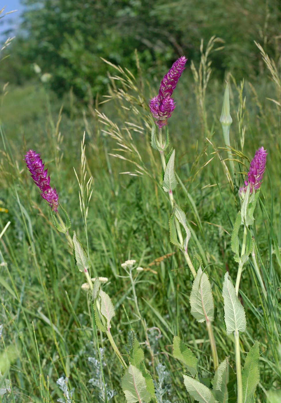 Изображение особи Salvia deserta.