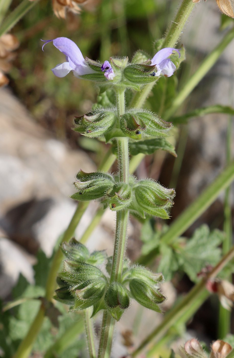 Изображение особи Salvia verbenaca.