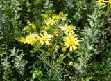 Senecio argunensis