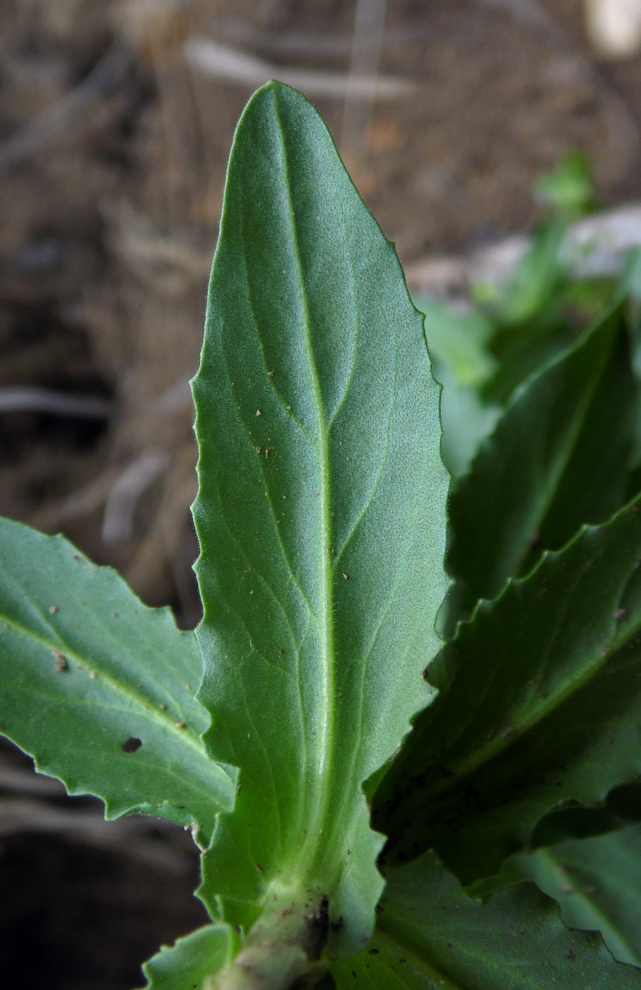 Изображение особи Lepidium campestre.