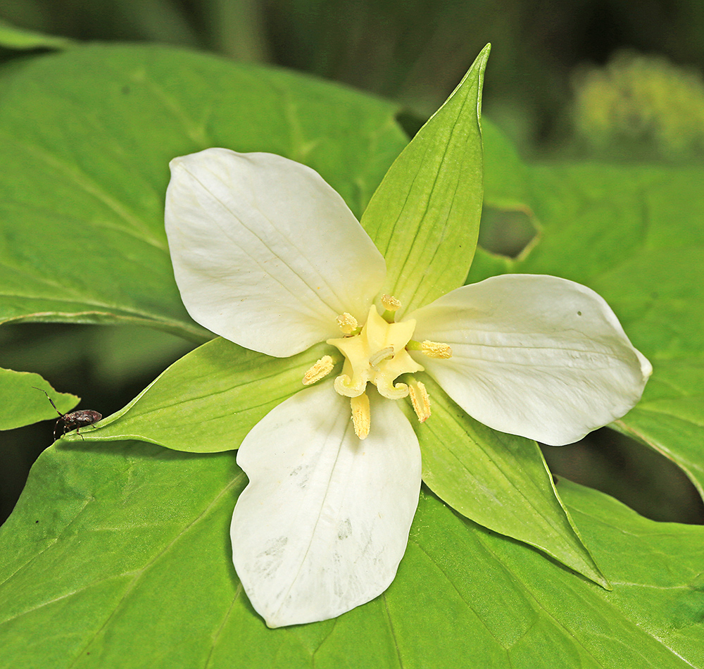 Image of Trillium &times; komarovii specimen.