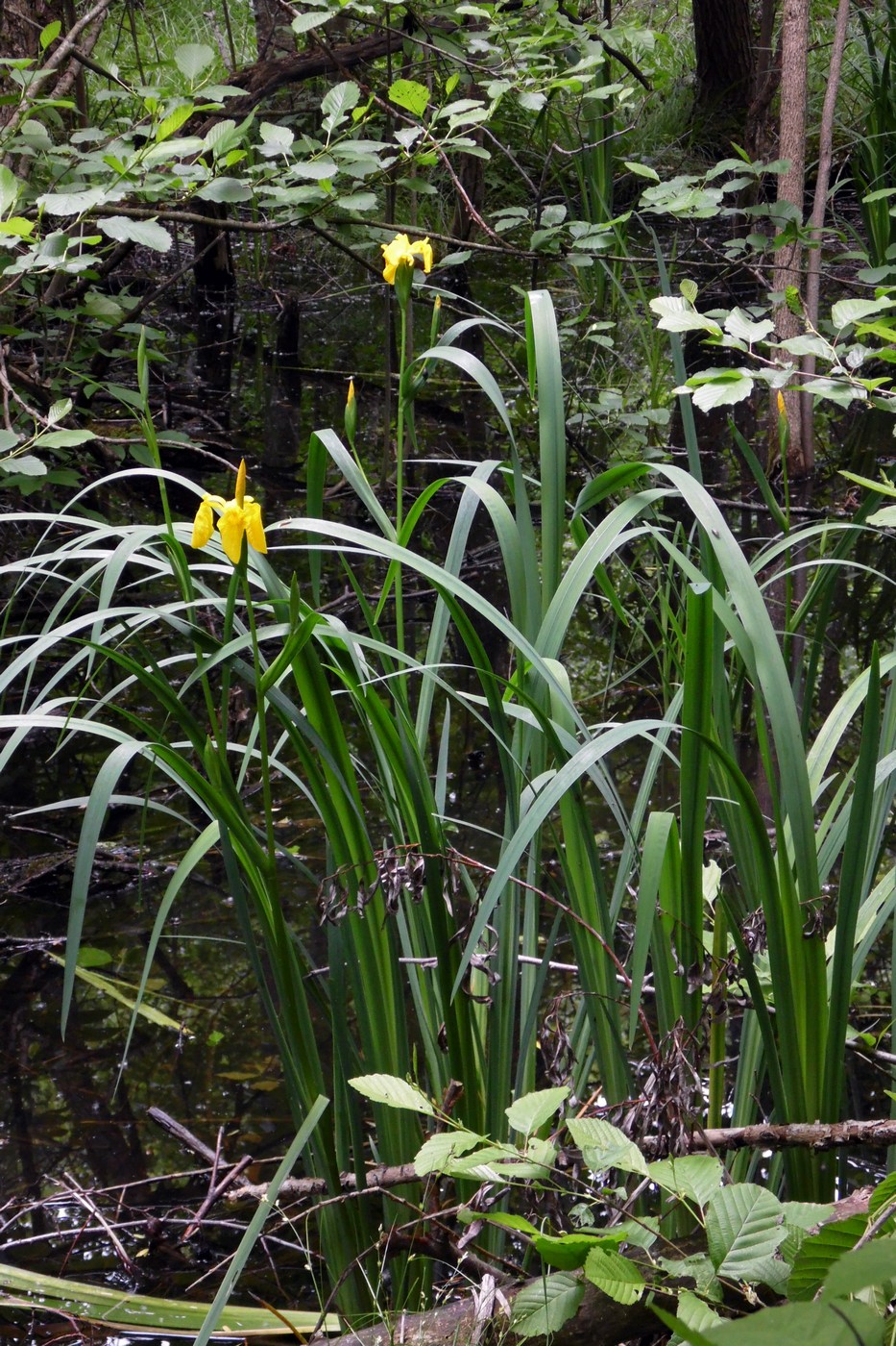 Изображение особи Iris pseudacorus.