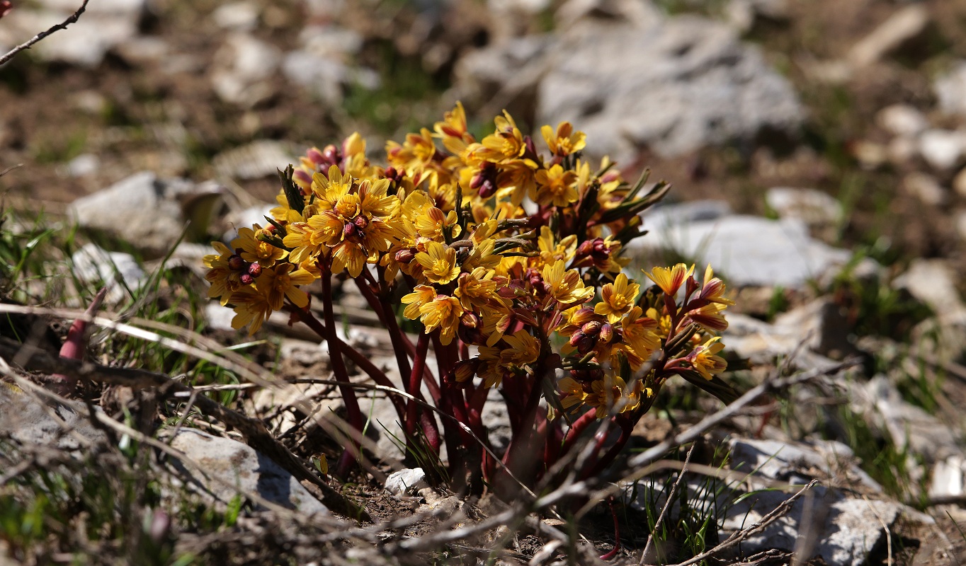 Изображение особи Gymnospermium alberti.