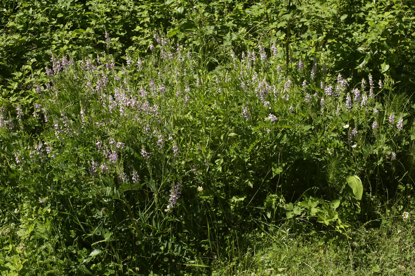 Изображение особи Galega officinalis.