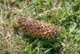 Picea pungens form glauca. Шишка. Пермский край, г. Пермь, Свердловский р-н, ул. Комсомольский проспект (в народе эту часть улицы называют - \"Тихий компрос\", \"Спальный компрос\"), сквер у МАУК ДК \"им. Солдатова\", озеленение. 15.06.2020.