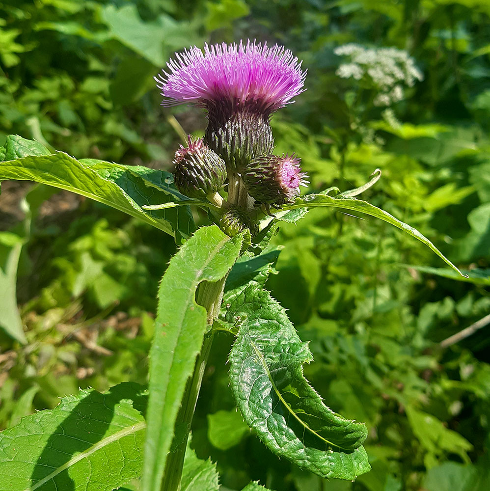 Изображение особи Cirsium helenioides.