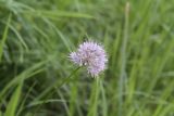 род Allium